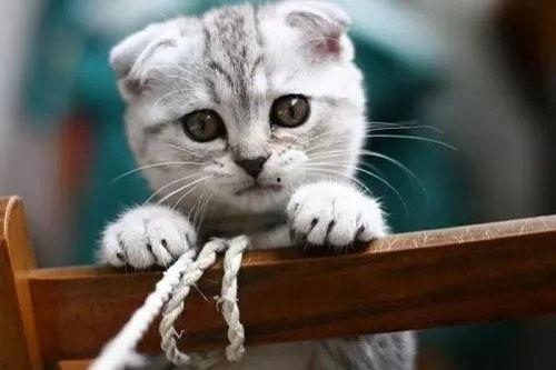 娱乐吃瓜君和折耳猫后续,一场跨界奇遇记 第1张 娱乐吃瓜君和折耳猫后续,一场跨界奇遇记 第1张